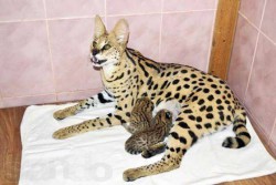 интересные факты о кошках 6