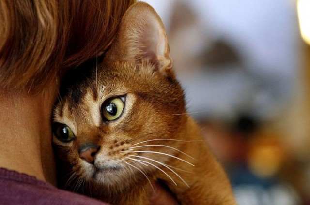 12 интересных фактов о вашей кошке