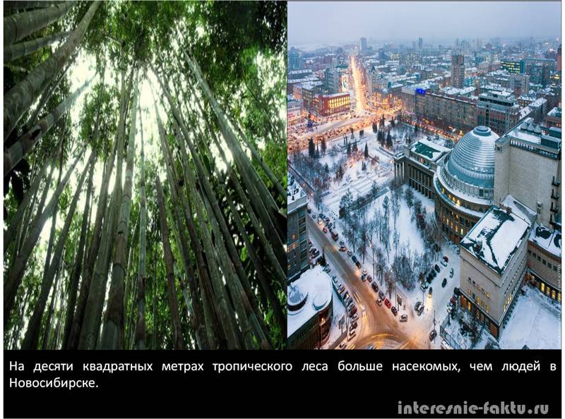 Интересные факты о животных ч.1