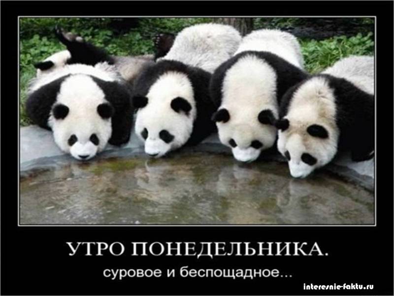 Животный юмор 1