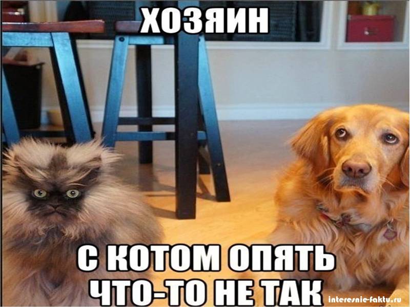 Животный юмор 1