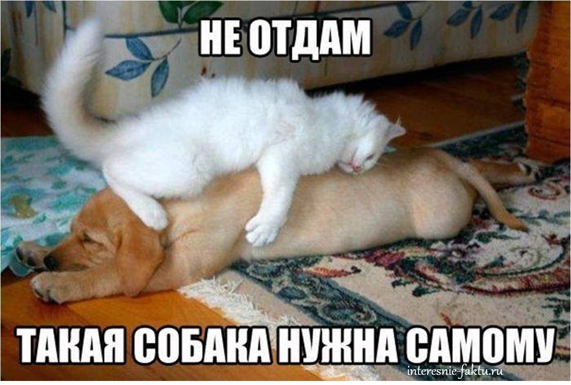 Юморной кот 1