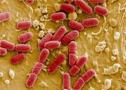 Кишечные бактерии помогают бороться с раком и инфекциями